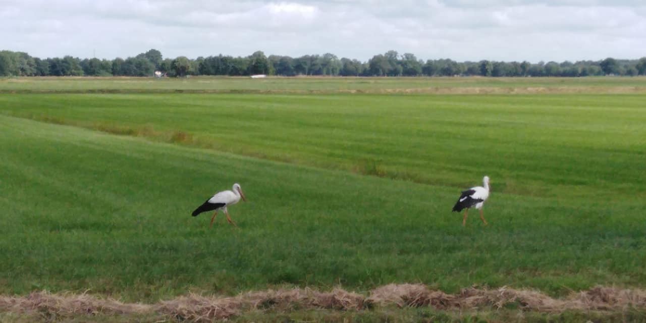 293909996 563219355502880 4057616483271753733 n